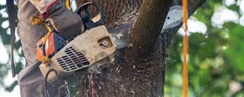 How Our Tree Care Process Works  in  Wingate, NC