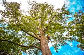 Tree and Shrub Care in Wingate, NC