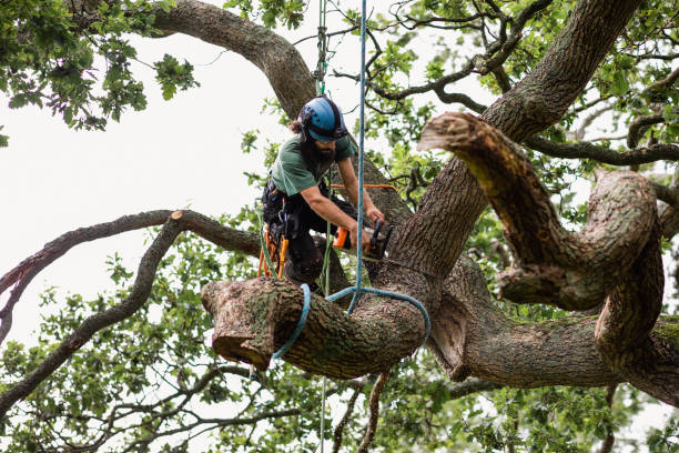 Best Tree Cabling and Bracing  in Wingate, NC